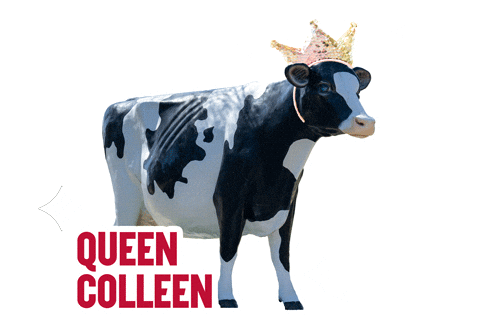 Cow Wisconsin Sticker by UW-River Falls