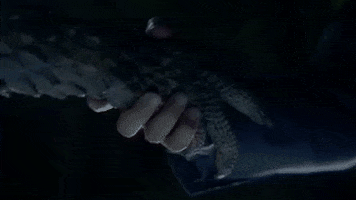 x files GIF by The X-Files