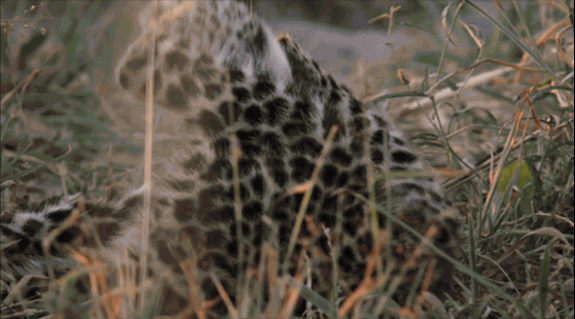 GIF by Savage Kingdom