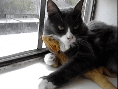 Video gif. A cat is laying protectively over a lizard and they're both staring out of a windowsill.
