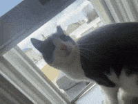 Chonky Catmemes GIF