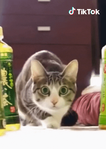 Chat Jemenfou GIF by TikTok France