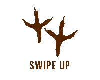 Swipe Up Bowling Green Sticker by Bowling Green State University