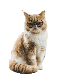 Angry Cat Sticker