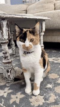 Cat Ai GIF