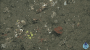 octopus cephalopod week GIF by Science Friday