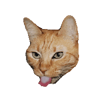 Cat Tongue Ginger Sticker by Smitten Kitten