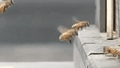 Slow Motion Bee GIF