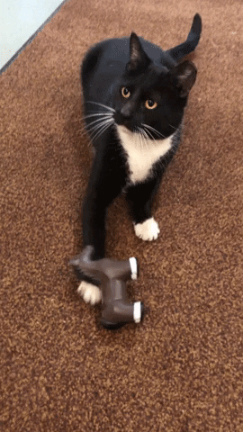 Black And White Cat GIF by Elk Grove Milling Stable Mix