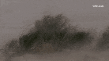 viceland GIF by ABANDONED