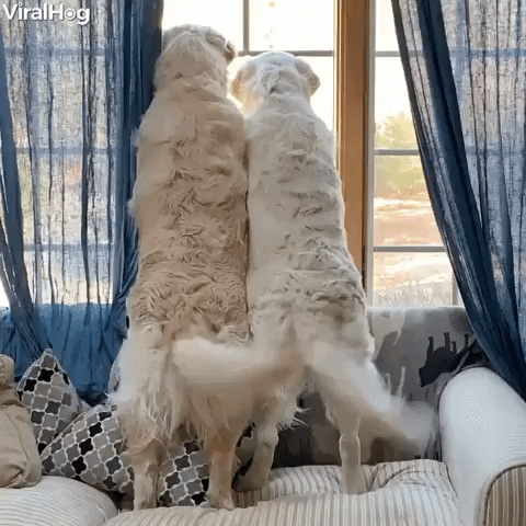 Video gif. Two white dogs stand on their hind legs from a couch to peer out of a window, their tails wagging side to side in unison.