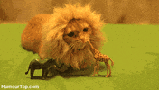 Lions GIF