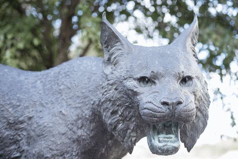 BobcatGifs giphyupload GIF