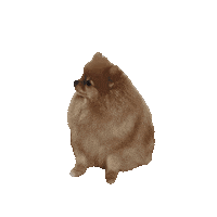 Dog Yes Sticker