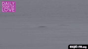exploreorg love nature animal organic GIF