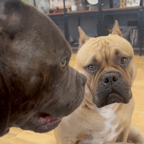 atomicbullies かわいい 犬 americanbully ぷい GIF