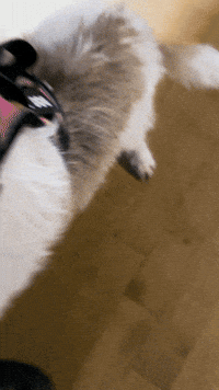 Dog Puppy GIF