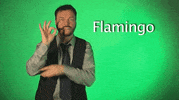 sign language flamingo GIF by Sign with Robert