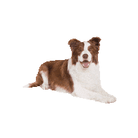 alican_ar dog perro agility alican Sticker