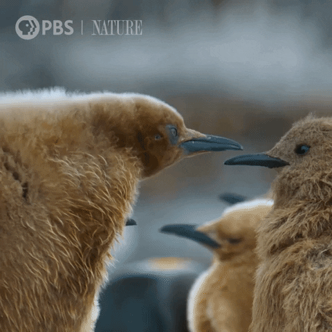 Pbs Nature Penguin GIF by Nature on PBS
