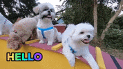 Shih Tzu Hello GIF by WoofWaggers