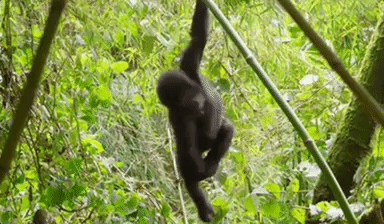 jbohringer giphygifgrabber GIF