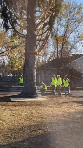 Crew Cuts Down Tree Destined for Rockefeller Plaza