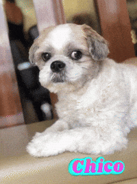 Chico Utoy GIF by Unlimited Books PH