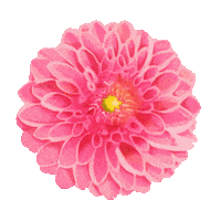 Flower Spring Sticker