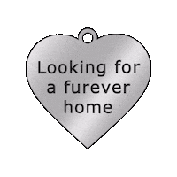 SBcountyDPH pet adoption animal care animal adoption san bernardino county Sticker