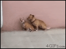 dogs fail GIF