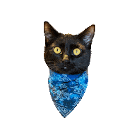 Black Cat Jinx Sticker by Geekster Pets