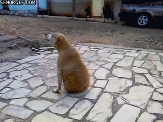dog playing GIF by Cheezburger