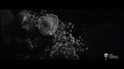 Valentines Day Flowers GIF by Better Noise Music