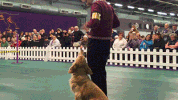 dog GIF by Westminster Kennel Club