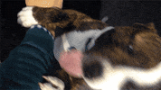 dog GIF by Westminster Kennel Club