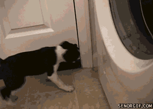 Dogs Door Stops GIF