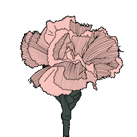 bydaisydalia flower floral deco flora Sticker