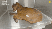Sleepy National Geographic GIF by Nat Geo Wild