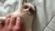 cat bite GIF