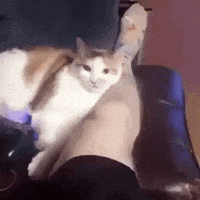 Cat Bite GIF