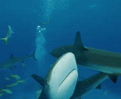 Discovery Sharks GIF by Shark Week