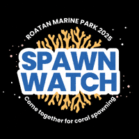 Corals GIF by Roatan Marine Park