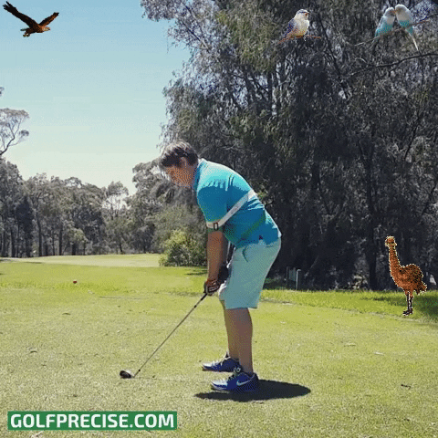 GolfPrecise57SwingTrainer giphygifmaker giphyattribution golf birds GIF