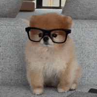 Cool Dog Pomeranian GIF