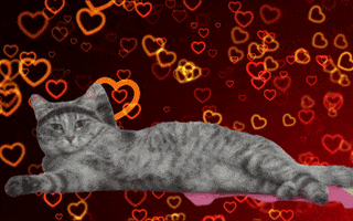 removebg cat heart workout i love you GIF