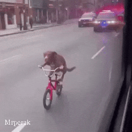 Dog Run GIF