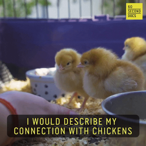 Chicken GIF by 60 Second Docs