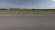 sacha baron cohen bear GIF