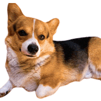 Corgi Polish Sticker